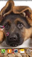 Köpek yavrusu Duvar Kağıtları Ekran Görüntüsü 3