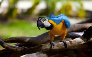 Macaw Bird HD Wallpaper ảnh chụp màn hình 1