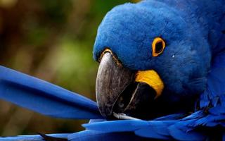 Macaw Bird HD Wallpaper ảnh chụp màn hình 2