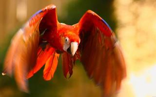 Macaw Bird HD Wallpaper ảnh chụp màn hình 3