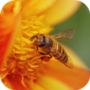 Macro Video Live Wallpaper APK