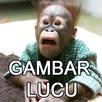 Gambar Lucu APK
