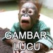 Gambar Lucu