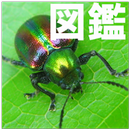 InsectIllustratedReferenceBook APK