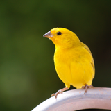 Canary Bird Sounds icon