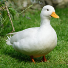 Duck Sounds Zeichen