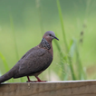 Spotted Dove Sounds