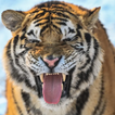 Tiger Sound Ringtones