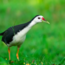 White-breasted Waterhen Sounds APK