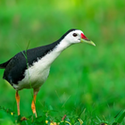 White-breasted Waterhen Sounds icon