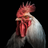 Rooster Sounds APK
