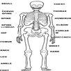 RADIOLOGY MANUAL APK