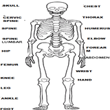 RADIOLOGY MANUAL-icoon