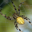 Spider - Live Wallpaper-APK