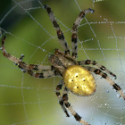 Spider - Live Wallpaper আইকন