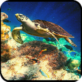 a world of marine documentaries