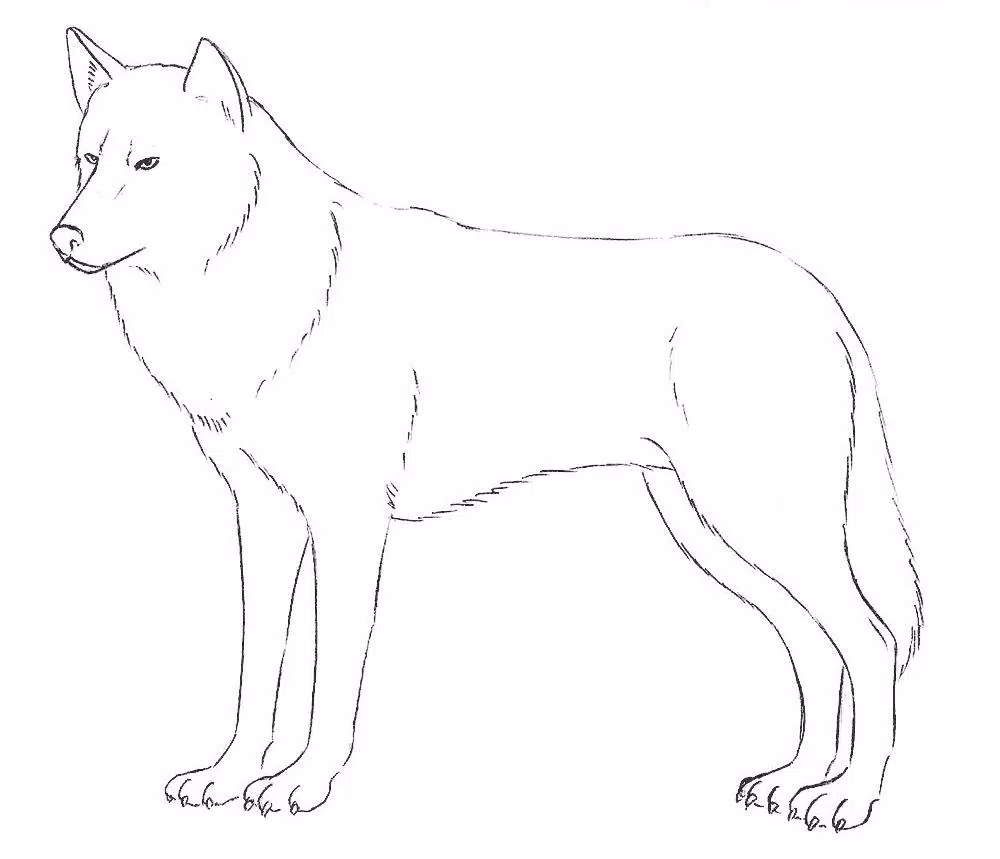 Волк поэтапно для детей. Волк для рисования. Как нарисовать волка. Пошаговое рисование волка. Волк для срисовки.
