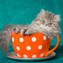 Cute Cat Parsian Wallpapers HD APK