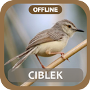 masteran ciblek juara offline APK