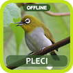 Masteran Pleci Full Isian