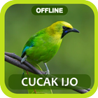 Masteran Cucak Ijo Full أيقونة