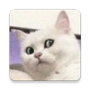 Cats Stickers for WhatsApp APK