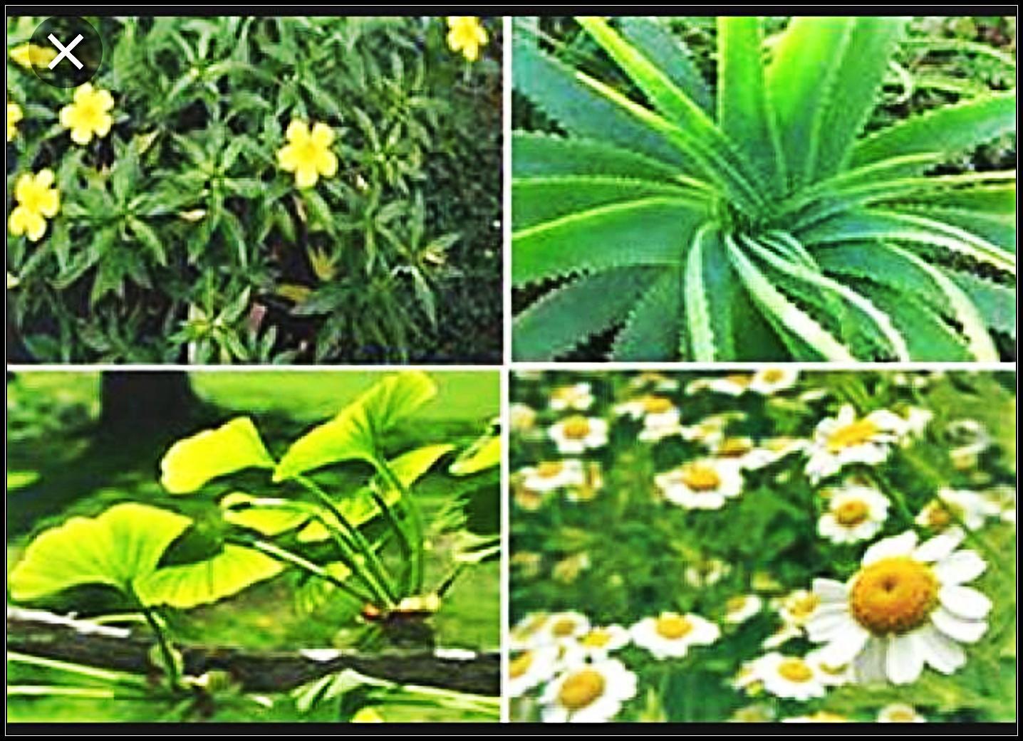 1000+ Plantas Medicinales Curativas for Android APK Download
