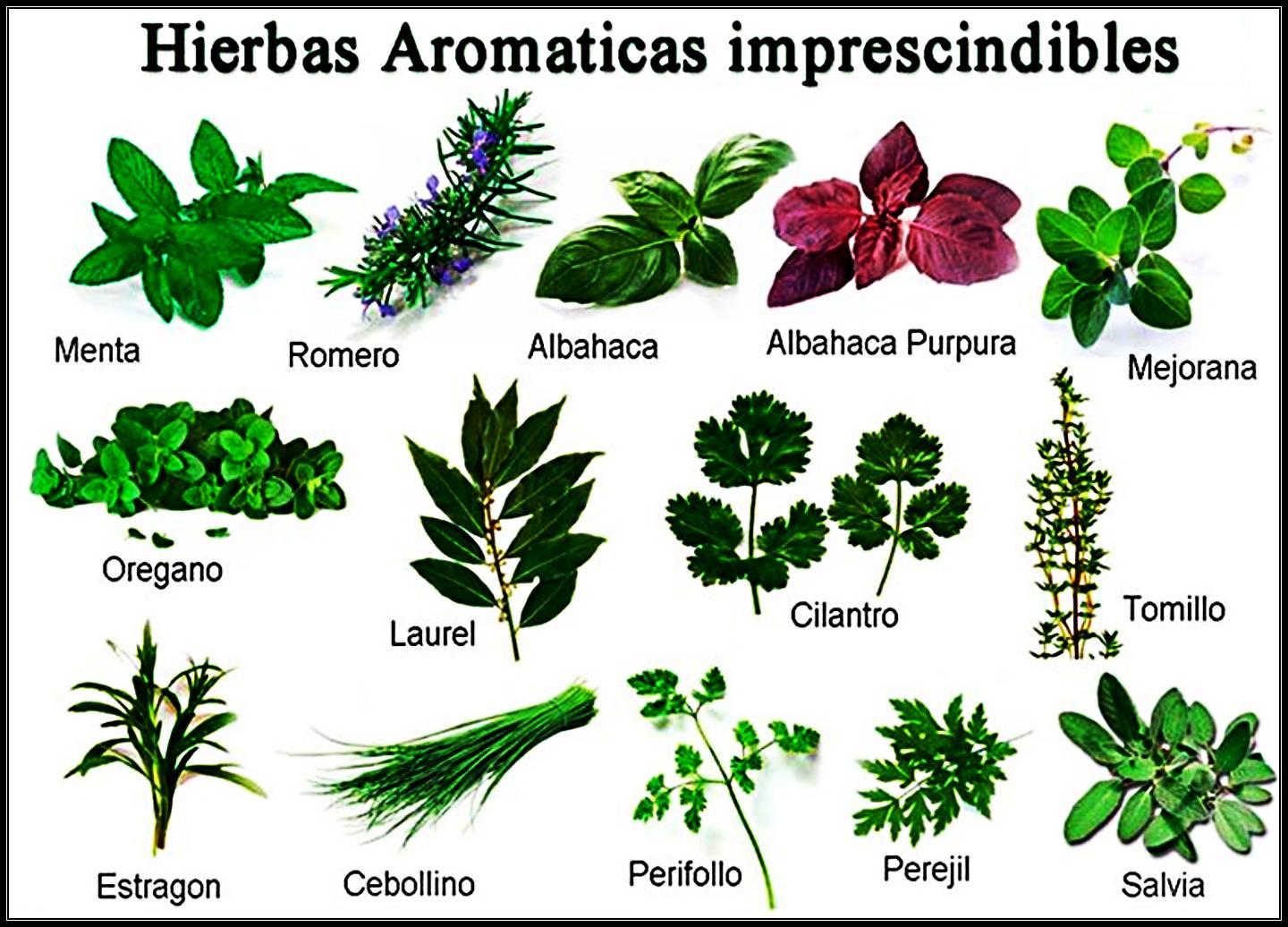 Diferentes Plantas Medicinales