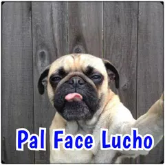 download Memes en español APK