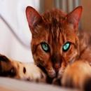Meowing Cat Sounds APK