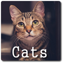 Chats sons APK