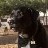 Dogs Parks in Tel Aviv