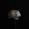 Unplash Wallpaper HD