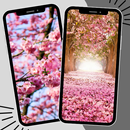 Cherry Blossom Wallpaper APK
