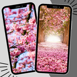 Cherry Blossom Wallpaper