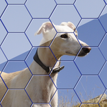 Dog Hexa Puzzle