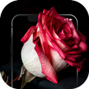 ✿ HD Flowers Wallpaper - 4K Be aplikacja