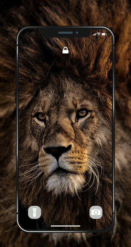 Angry Lion Wallpaper Hd Wallpapers Gallery