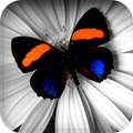 Color Splash Effects