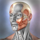 Muscle and Bone Anatomy 3D アイコン