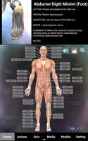 Muscle and Bone Anatomy 3D Affiche