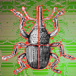 Grain Weevil Music Pad