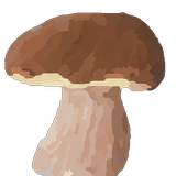 Mushroom Identification