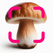 ”Mushroom Identification