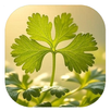 Walls Coriander Papers APK