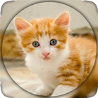 Cute cat, Pussy Cat live wallpaper HD-icoon