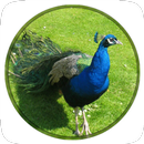 Peacock Wallpapers HD New APK