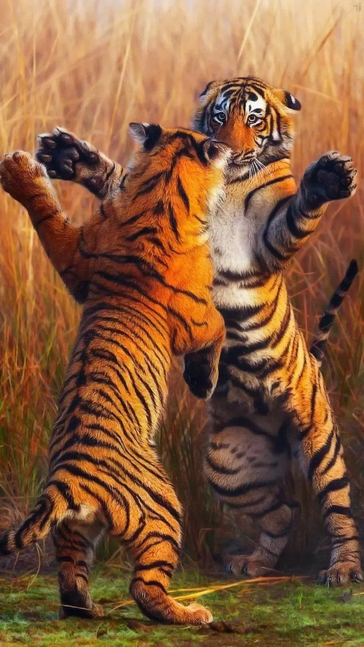 Bengali Tiger wallpapers HD APK for Android Download Bengali Tiger wallpapers HD APK for Android Download