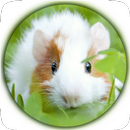 Guinea Pig New Wallpapers HD APK