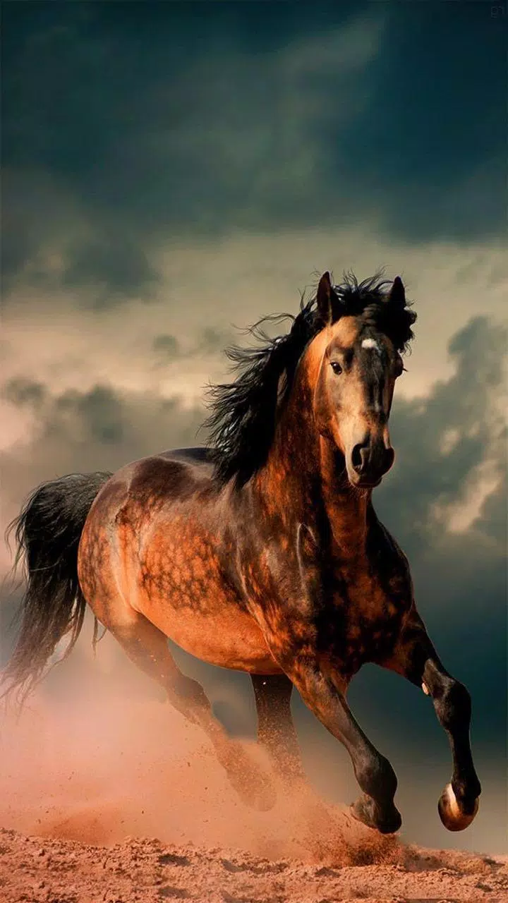 Running Horse Wallpaper HD APK for Android Download